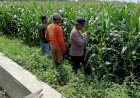 Sinergi-Polisi-dan-Petani-Kelola-Lahan-Jagung,-Sukseskan-Swasembada-Pangan